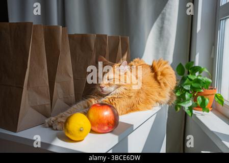 Ingwerkatze breitet sich in der Nähe einer Zitrone, eines Apfels und einiger voller Papiereinkaufsäcke aus einem lokalen Tierhandelgeschäft aus, beleuchtet durch Sonnenlicht von einem nahe gelegenen Fenster mit einer Topfpflanze Stockfoto