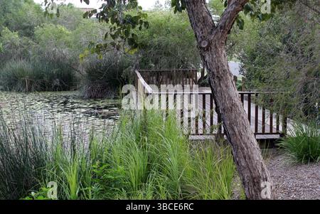 Hölzerne Aussichtsplattform in einem Park mit Teich, Pflanzen und Bäumen Stockfoto