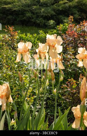 Blühende pfirsichfarbene Iris in einem sonnigen Garten in der Nähe von Nadelsträuchern Stockfoto