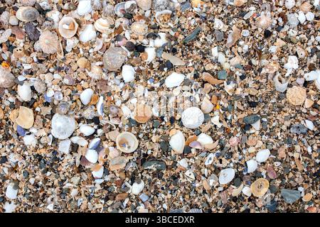 Nahaufnahme von Muscheln und kleinen Tönen, Felsen und Kieselsteinen an der Küste eines Strandes. Hintergrundkonzept der Küste. Stockfoto