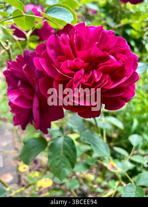 Nahaufnahme von zwei schönen roten Rosen in voller Blüte, die in einem Garten mit Grün im Hintergrund wachsen. Tagsüber genommen, keine Leute. Stockfoto