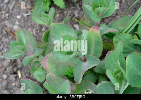 Blaugrünes, lila gefärbtes, fleischiges Frühlingsblatt aus Steinpilz oder Sedum, Hylotelephium 'Matrona' UK Garden May Stockfoto