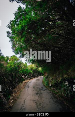 Eine gewundene Asphaltstraße führt durch einen dichten Wald mit üppig grünen Bäumen über dem Kopf Stockfoto
