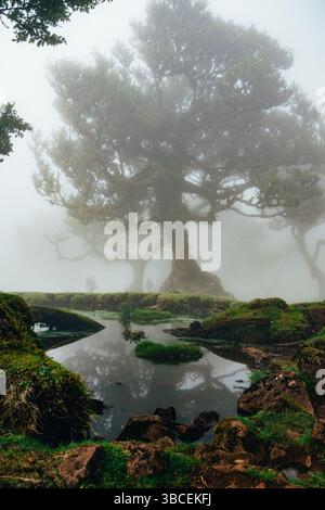 Alte Lorbeerbäume, die in Nebel gehüllt sind, mit einem kleinen Teich, der die ätherische Landschaft widerspiegelt Stockfoto