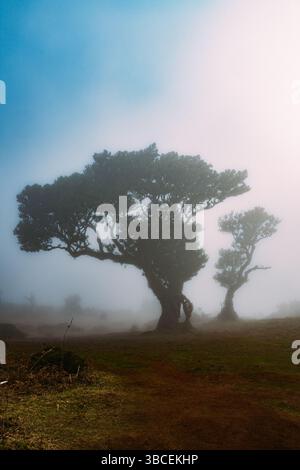 Alte Lorbeerbäume in dickem Nebel auf einer nebeligen Berglandschaft Stockfoto
