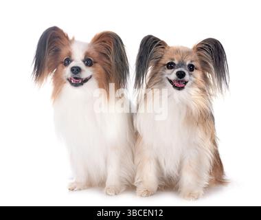 Papillon Hunde vor weißem Hintergrund Stockfoto