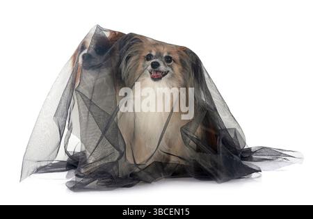 Papillon Hund vor weißem Hintergrund Stockfoto