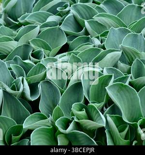 Glaucous blau-grünes frisches Frühlingsblatt eines kleinen Laubhosta UK Garden Mai Stockfoto