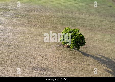 Drohnenansicht eines einsamen Baumes auf einem gepflügten Feld im Frühling, landwirtschaftliches Hintergrundkonzept Stockfoto