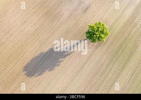 Drohne-Draufsicht eines einsamen Baumes auf einem gepflügten Feld im Frühjahr, Konzept für landwirtschaftlichen Hintergrund Stockfoto
