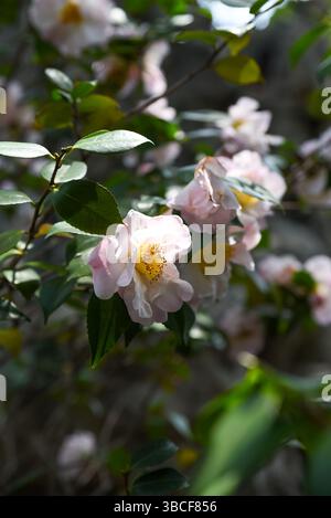 Doppelblühende Camellia japonica in Rosa- und Weißtönen, Shanghai. Detaillierte Aufnahme mit mehrschichtigen Blütenblättern und perfekter Symmetrie dieses Winterbloo Stockfoto