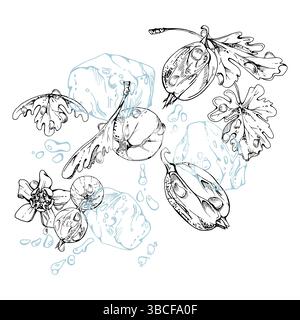 Stachelbeere Johannisbeere im Wasser spritzen grüne Blätter Blumen, Eiswürfel, Tautropfen, reife Garten-Juneberry Casseille-Jostaberry. Isoliert Stock Vektor