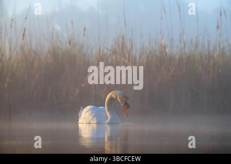 Ein stummer Schwan schwimmt anmutig auf einem nebeligen See im frühen Morgenlicht. Ruhige Tierwelt mit Nebel, Reflexion und ruhiger natürlicher Atmosphäre. Stockfoto
