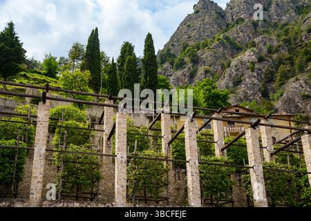 Zitrushaine (Limonaia) In Limone Sul Garda, Gardasee, Italien. Terrassen Mit Steinsäulen An Den Steilen Südhängen An Der Westküste Der Stockfoto