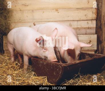 Hausschweine in Stall am Futtertrog, Schwein, Schweine, Trog Stockfoto