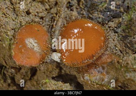 Gemeiner Schildbohrer (Scutellinia scutellata) Stockfoto