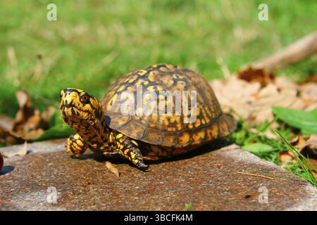 Carolina Terrapin (Terrapin carolina) Stockfoto