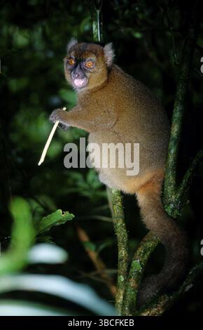 Bambus Lemur, Madagaskar (Hapalemur simus), breitnasige sanfte Lemur Stockfoto