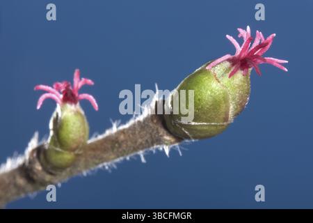 Haselnuss, weiblich gemeine Haselnuss (Corylus avellana), Belgien, Europa Stockfoto