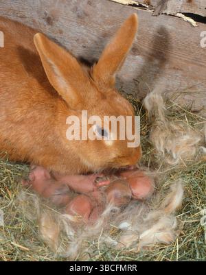 Rotes Neuseeland-Kaninchen mit Kätzchen im Nest, Rotes Neuseeland-Kaninchen, Rotes Neuseeland-Kaninchen Stockfoto