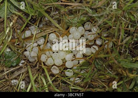 Rotschnecke (Arion rufus), Eier Stockfoto