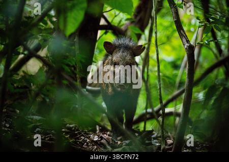 Pecari tajacu, ein Kragen-Peccary, im dichten Regenwald des Cerro Hoya Nationalparks, Provinz Veraguas, Republik Panama, Zentralamerika. Stockfoto
