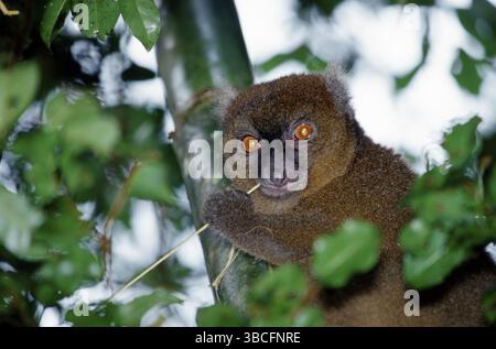 Bambus Lemur, Madagaskar (Hapalemur simus) Stockfoto
