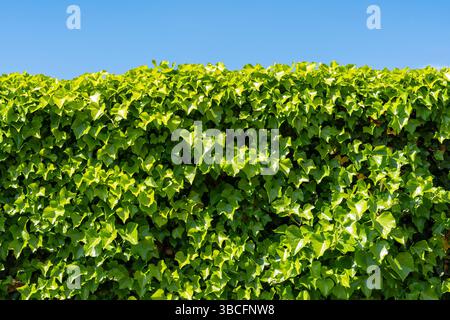 Efeu verlässt den blauen Himmel, immergrüne Kletterpflanze Hedera bedeckt den Zaun Stockfoto