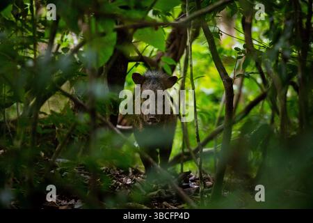 Pecari tajacu, ein Kragen-Peccary, im dichten Regenwald des Cerro Hoya Nationalparks, Provinz Veraguas, Republik Panama, Zentralamerika. Stockfoto