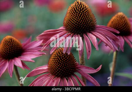 Roter Coneflower (Echinacea), Blüten purpurea Stockfoto