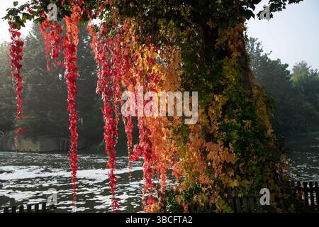 Herbstblätter mit schönen Farben auf einem Baum in der Nähe des Flusses lea Stockfoto