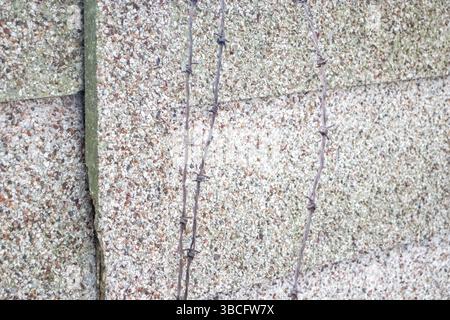 Alte, rostige Barbettdraht hängt über einer grauen Zementwand Stockfoto