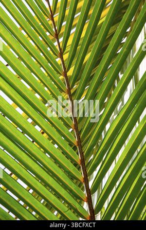 Detail des Blattes einer Palme mit Single Stockfoto