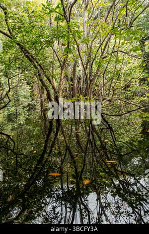 Schwarzwasser überflutete Wälder des Amazonasbeckens. Dieser besondere Lebensraum ist ein schwarzwassersumpf, langsam bewegendes Wasser, dunkel wie Tee, aber klar. Stockfoto