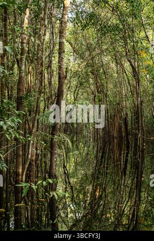 Schwarzwasser überflutete Wälder des Amazonasbeckens. Dieser besondere Lebensraum ist ein schwarzwassersumpf, langsam bewegendes Wasser, dunkel wie Tee, aber klar. Stockfoto