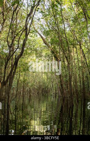 Schwarzwasser überflutete Wälder des Amazonasbeckens. Dieser besondere Lebensraum ist ein schwarzwassersumpf, langsam bewegendes Wasser, dunkel wie Tee, aber klar. Stockfoto