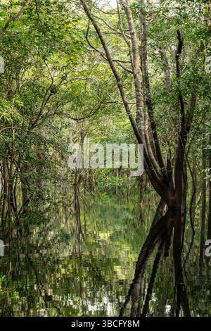 Schwarzwasser überflutete Wälder des Amazonasbeckens. Dieser besondere Lebensraum ist ein schwarzwassersumpf, langsam bewegendes Wasser, dunkel wie Tee, aber klar. Stockfoto