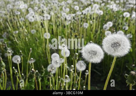 Löwenzahn-Blowballs oder Samenköpfe auf einer Wiese im Sommer Stockfoto
