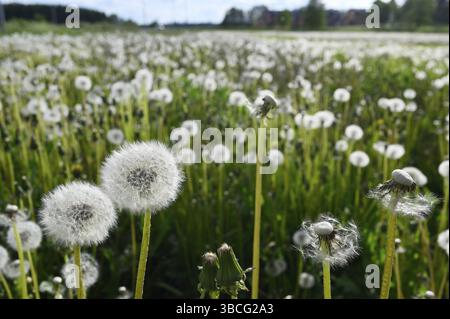 Löwenzahn-Blowballs oder Samenköpfe auf einer Wiese im Sommer Stockfoto
