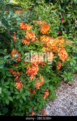 Leuchtende Orangenblüten auf Azalea Gog Knaphill in voller Blüte. Saurer Boden Stockfoto