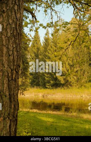 Ruhiger Waldteich, umgeben von Kiefern und Fichtenbäumen, mit grasbewachsenem Ufer und Reflexionen im stillen Wasser. Friedlicher Frühlingstag in litauischer Natur. Stockfoto