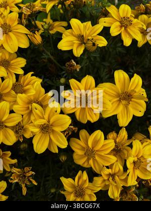 Nahaufnahme leuchtender gelber Blumen, die in einem dichten Cluster blühen, mit einem Monarchschmetterling, der sich subtil zwischen den Blütenblättern tarnt. Stockfoto