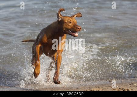 Magyar Vizsla, Ungarischer Pointing Dog Stockfoto
