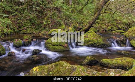 Ein kleiner Bach durch dichten und dichten Wald mit Moosbedeckte Felsen Stockfoto