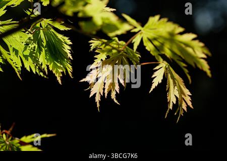 Japanischer Ahorn, Junge Blätter am Frühlingstag im botanischen Garten Stockfoto