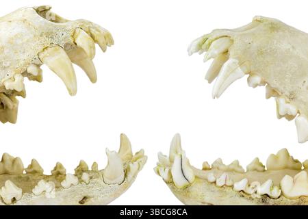 Zwei Hunde Schädel mit Mund öffnen, als Symbol für Kampf und Aggression, isoliert auf weißem Hintergrund Stockfoto