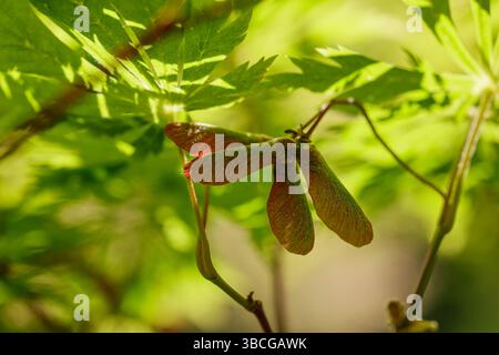Japanischer Ahorn, junge Blätter und Samen am Frühlingstag im botanischen Garten Stockfoto