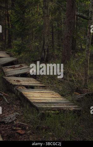Der alte, kaputte Holzsteg schlängelt sich durch einen ruhigen, üppigen Kiefernwald. Die verwitterten Dielen und der bewachsene Weg rufen ein Gefühl der Verlassenheit hervor Stockfoto