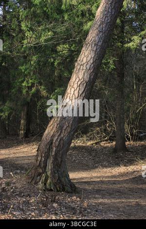 Lehnende Kiefern in sonnendurchfluteter Waldlichtung im frühen Frühjahr. Ruhige Waldszene mit weicher Bodenabdeckung und hellem Tageslicht. Stockfoto