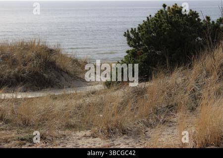 Ein malerischer Pfad durch Sanddünen, der zur Ostsee führt, mit kargen Bäumen und trockenen Gräsern, die die Sandlandschaft umrahmen. Stockfoto